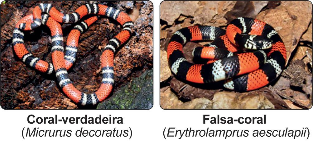 Coral-verdadeira e falsa-coral. A coloração do corpo dessas serpentes alterna anéis vermelhos, pretos e brancos. A largura e a sequência dos anéis diferem a coral-verdadeira da falsa-coral.