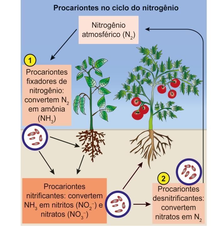 Duas ilustrações contendo um pé de ervilha, um tomateiro e procariontes no solo. A primeira ilustração é intitulada Procariontes no ciclo do nitrogênio, indicando que procariontes nitrificantes convertem NH3 em nitritos (NO2 com carga negativa) e nitratos (NO3 com carga negativa). Destaque para as seguintes etapas numeradas: Etapa 1: Procariontes fixadores de nitrogênio: convertem N2 em amônia (NH3). Etapa 2: Procariontes desnitrificantes: convertem nitratos em N2. A segunda ilustração é intitulada Procariontes no ciclo do carbono. Destaque para as seguintes etapas numeradas: Etapa 3: Procariontes fotossintetizantes: fixam C O2. Etapa 4: Plantas: fixam C O2. Etapa 5: Procariontes decompositores: convertem o carbono fixado em C O2.