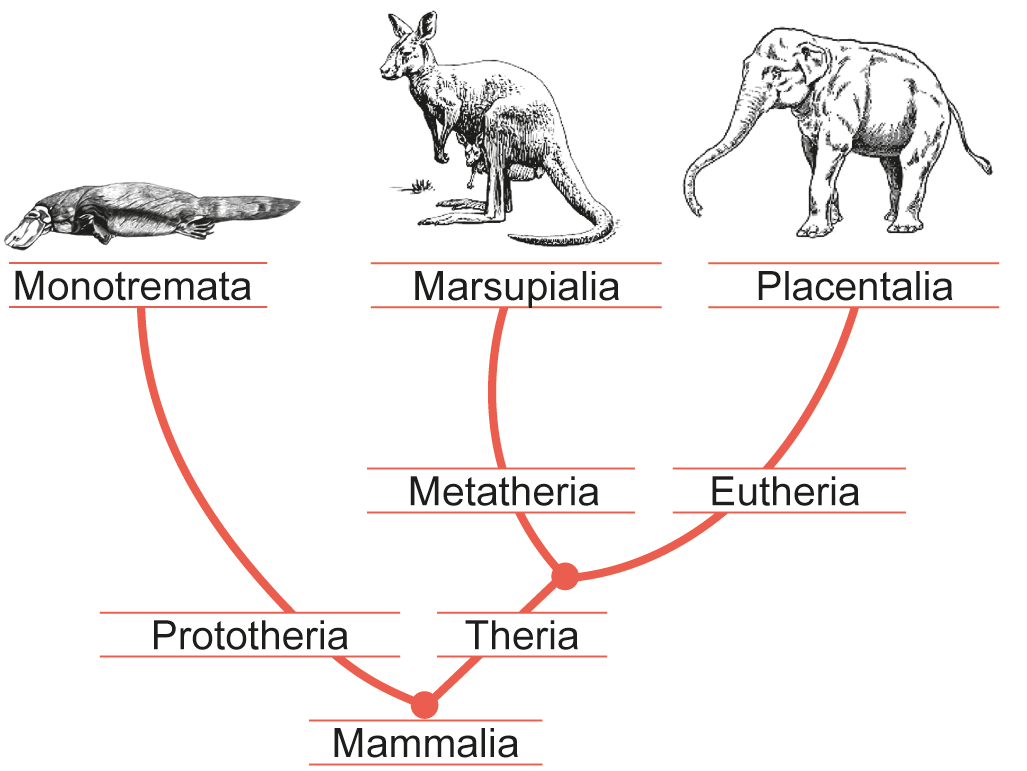 O ancestral comum mammalia está na base do cladograma. Ele se divide em dois ramos: Prototheria e theria. O ramo prototheria origina monotremata, representado por um ornitorrinco. O ramo theria se divide em dois novos ramos: Metatheria e eutheria. O ramo metatheria origina marsupialia, representado por um canguru. O ramo eutheria origina placentalia, representado por um elefante.