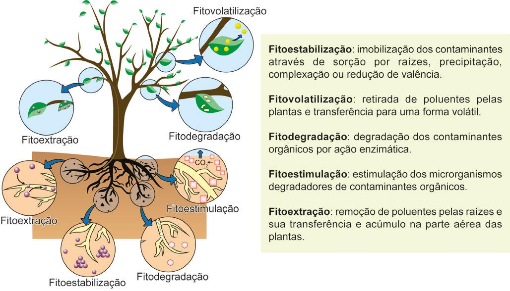 Ilustração de uma árvore indicando se os processos ocorrem nas folhas ou nas raízes da planta, ou em ambas. Fitoestabilização: Raízes. Imobilização dos contaminantes através de sorção por raízes, precipitação, complexação ou redução de valência. Fitovolatilização: Folhas. Retirada de poluentes pelas plantas e transferência para uma forma volátil. Fitodegradação: Folhas e raízes. Degradação dos contaminantes orgânicos por ação enzimática. Fitoestimulação: Raízes. Estimulação dos microrganismos degradadores de contaminantes orgânicos. Fitoextração: Folhas e raízes. Remoção de poluentes pelas raízes e sua transferência e acúmulo na parte aérea das plantas.