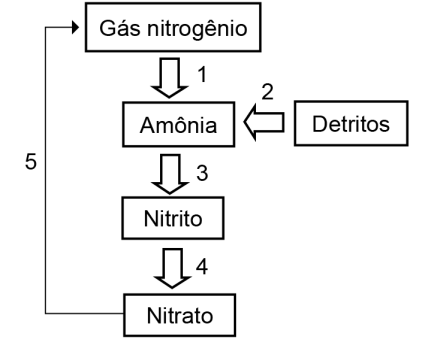 Gás nitrogênio é convertido em amônia por microrganismos do grupo 1. Detritos são convertidos em amônia por microrganismos do grupo 2. Amônia é convertida em nitrito por microrganismos do grupo 3. Nitrito é convertido em nitrato por microrganismos do grupo 4. Nitrato é convertido em gás nitrogênio por microrganismos do grupo 5.