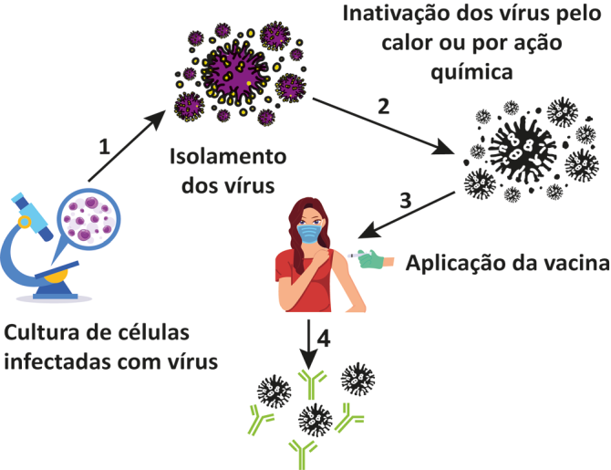 Esquema representando as etapas básicas para a fabricação de uma vacina e o efeito dela no organismo, a partir de uma cultura de células infectadas com vírus, observadas ao microscópio. 1. Isolamento dos vírus; 2. Inativação dos vírus pelo calor ou por ação química; 3. Aplicação da vacina no organismo humano; 4. Vírus inativos ligados a uma substância em formato de Y, com duas cadeias.