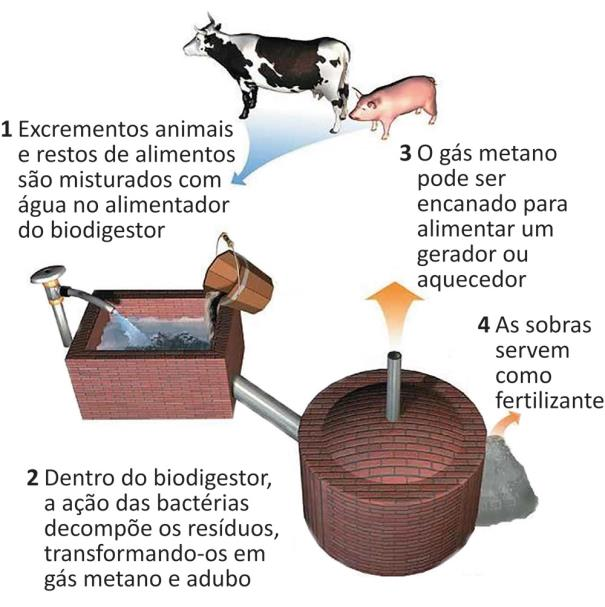 Esquematizada em etapas, a figura apresenta uma vaca e um porco, próximos do alimentador de um biodigestor. O alimentador está ligado por um tubo ao biodigestor, composto por um tanque vedado com uma saída de gases no topo, e outra saída, de sobras, na base. Etapa 1: Excrementos animais e restos de alimentos são misturados com água no alimentador do biodigestor. Etapa 2: Dentro do biodigestor, a ação das bactérias decompõe os resíduos, transformando-os em gás metano e adubo. Do biodigestor partem as etapas 3 e 4. Etapa 3: O gás metano pode ser encanado para alimentar um gerador ou aquecedor. Etapa 4: As sobras servem como fertilizante.