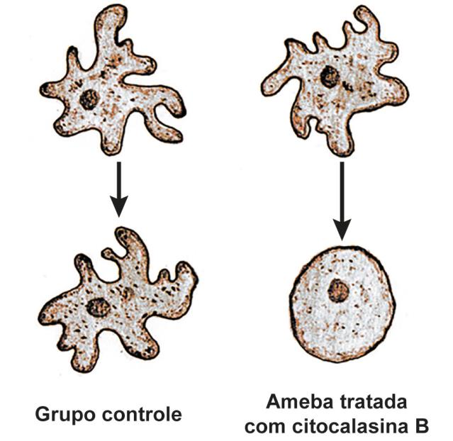 Representação do experimento com uma ameba do grupo controle e outra do grupo tratado com citocalasina B. No grupo controle, sem tratamento, a ameba mantém seu formato característico, com muitos prolongamentos citoplasmáticos. No grupo tratado com citocalasina B, a ameba, após tratamento, adquire formato arredondado, sem prolongamentos.