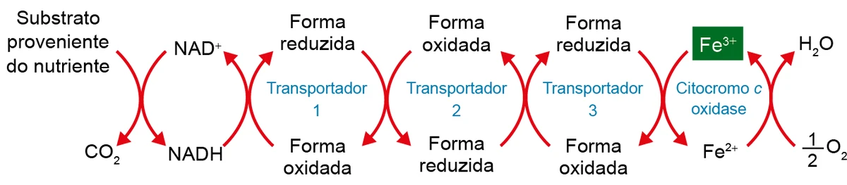 Seis reações acopladas da cadeia respiratória, na seguinte sequência: Primeira reação: Substrato proveniente do nutriente gera C O2, enquanto NAD de carga positiva gera N ADH. Segunda reação: N ADH gera NAD de carga positiva, enquanto o transportador 1 passa da forma oxidada para a forma reduzida; Terceira reação: O transportador 1 passa da forma reduzida para a oxidada, enquanto o transportador 2 passa da oxidada para a reduzida; Quarta reação: O transportador 2 passa da forma reduzida para a oxidada, enquanto o transportador 3 passa da oxidada para a reduzida; Quinta reação: O transportador 3 passa da forma reduzida para a oxidada, enquanto o Fe de carga 3 positiva da citocromo c oxidase é convertido a Fe de carga 2 positiva. Sexta reação: Finalmente, acoplado à conversão de Fe de carga 2 positiva em Fe de carga 3 positiva, ocorre a produção de H2O a partir de O2.