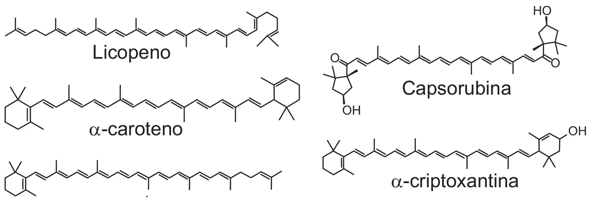 fórmulas estruturais de cinco pigmentos do pimentão: licopeno, α-caroteno e γ-caroteno, formados apenas por cadeias de hidrocarboneto, e capsorubina e α-criptoxantina, que trazem grupos hidroxila e carbonila