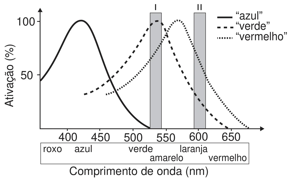 gráfico da ativação (%) dos três pigmentos visuais em função do comprimento de onda (nm), de cerca de 380 a 670 nm, com a faixa do espectro visível indicada abaixo do eixo (roxo, azul, verde, amarelo, laranja, vermelho): a curva cheia do pigmento “azul” tem pico em torno de 420 nm e já é nula perto de 530 nm; a curva tracejada do “verde” tem pico próximo de 535 nm; a curva pontilhada do “vermelho” tem pico próximo de 570 nm; duas faixas verticais sombreadas assinalam as regiões I, em torno de 530 nm, e II, em torno de 600 nm