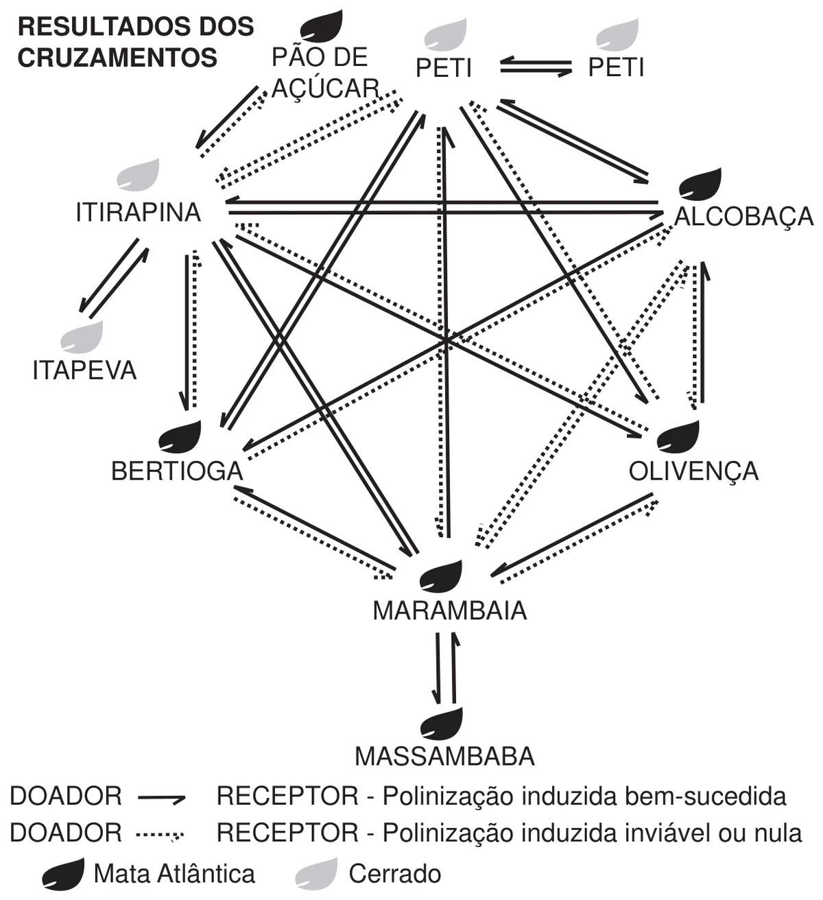 diagrama intitulado “Resultados dos cruzamentos”: dez rótulos de população — Pão de Açúcar, Peti, Peti, Alcobaça, Olivença, Marambaia, Massambaba, Bertioga, Itapeva e Itirapina — dispostos em círculo, cada um acompanhado de um símbolo de folha escura (Mata Atlântica) ou clara (Cerrado): folha escura em Pão de Açúcar, Alcobaça, Olivença, Marambaia, Massambaba e Bertioga; folha clara nos dois Peti, em Itapeva e em Itirapina. Setas ligam as populações duas a duas, de traço contínuo (cruzamento bem-sucedido) ou pontilhado (cruzamento inviável ou nulo). Pão de Açúcar, Peti, Itirapina, Bertioga, Alcobaça, Olivença e Marambaia estão ligadas a várias outras populações, por setas contínuas e pontilhadas; Itirapina e Alcobaça, por exemplo, trocam setas contínuas nos dois sentidos. Três populações têm setas com uma única parceira, contínuas nos dois sentidos: Itapeva apenas com Itirapina, Massambaba apenas com Marambaia e o segundo Peti apenas com o primeiro Peti legenda do diagrama: seta de traço contínuo do doador para o receptor indica polinização induzida bem-sucedida; seta pontilhada do doador para o receptor indica polinização induzida inviável ou nula; folha escura representa a Mata Atlântica e folha clara, o Cerrado
