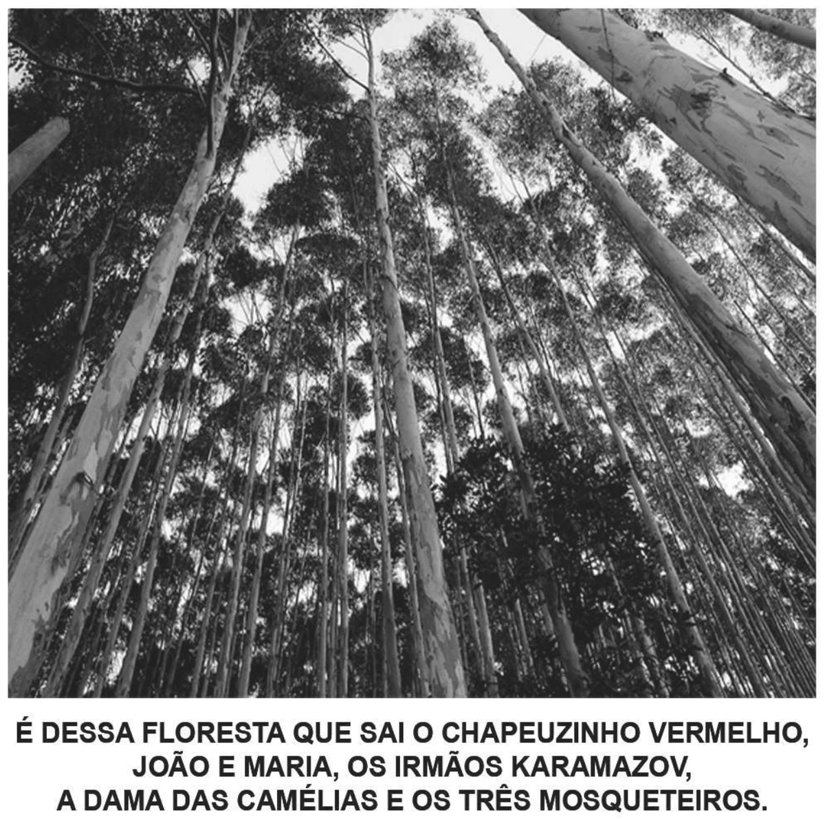 cartaz publicitário com a foto de um eucaliptal fotografado de baixo para cima, os troncos altos e finos convergindo para o céu, e a frase “É dessa floresta que sai o Chapeuzinho Vermelho, João e Maria, Os Irmãos Karamazov, A Dama das Camélias e Os Três Mosqueteiros.”