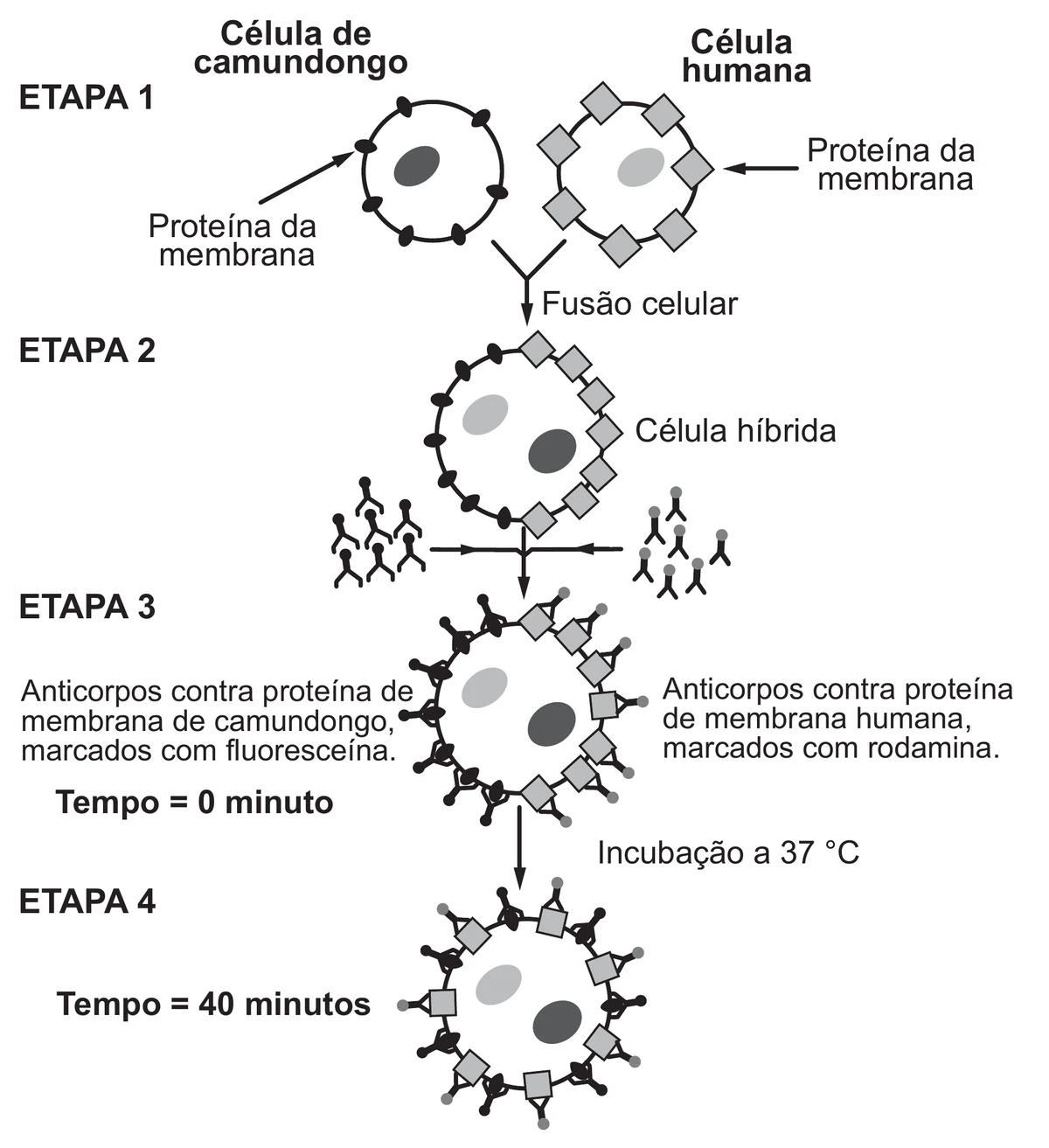 esquema em quatro etapas: na etapa 1, uma célula de camundongo e uma célula humana, cada uma com proteínas de membrana de formato próprio; na etapa 2, a fusão celular gera uma célula híbrida com as proteínas de cada origem ainda separadas em metades da membrana; na etapa 3, no tempo zero, anticorpos marcados com fluoresceína ligam-se às proteínas de camundongo e anticorpos marcados com rodamina, às proteínas humanas, mantendo as marcações em lados opostos; na etapa 4, após 40 minutos de incubação a 37 °C, os dois tipos de proteína aparecem misturados por toda a membrana