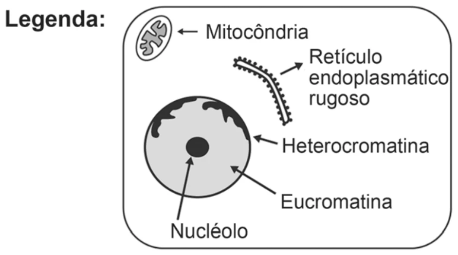legenda do esquema: uma célula de referência em que setas identificam a mitocôndria, o retículo endoplasmático rugoso (canal alongado coberto de grânulos), a heterocromatina (região escura junto à borda do núcleo), a eucromatina (interior claro do núcleo) e o nucléolo (ponto escuro central)
